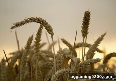 让球盘平台解析：零门槛洗码返点如何到手？